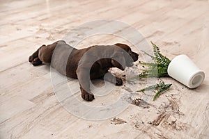 Chocolate Labrador Retriever puppy with overturned houseplant