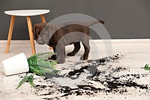 Chocolate Labrador Retriever puppy with overturned houseplant