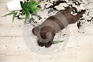 Chocolate Labrador Retriever puppy with overturned houseplant