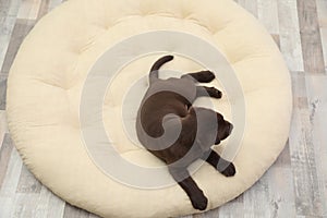 Chocolate Labrador Retriever puppy on pet pillow