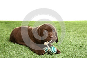 Chocolate Labrador Retriever puppy playing with toy on grass against white background