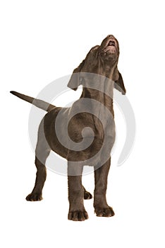 Chocolate labrador retriever puppy standing and looking up howling isolated on a white background