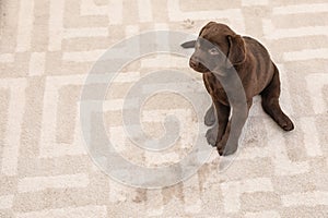 Chocolate Labrador Retriever puppy and wet spot on carpet