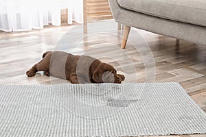 Chocolate Labrador Retriever puppy and wet spot on carpet