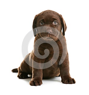 Chocolate Labrador Retriever puppy on white background