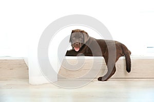 Chocolate Labrador Retriever puppy on windowsill