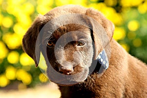 Chocolate Labrador Retriever Puppy with Yellow Flowers