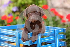 Chocolate Labrador Retriever Sitting in Wagon