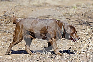 Chocolate Labrador retrieving food