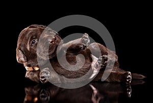 Chocolate Labrador retriver puppy lying