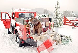 chocolate labrador sits on the trunk of a red pickup truck with Christmas presents. A car with a Christmas tree in the