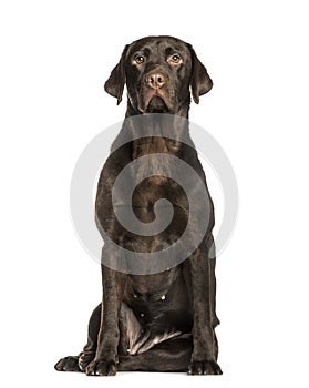 Chocolate Labrador sitting against white background