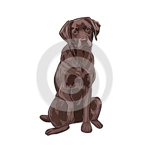 Chocolate labrador sitting and giving a paw.