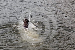 Dog Fetching a Stick at Sylvan Lake