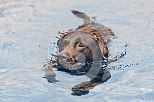 Chocolate Labrador Swimming