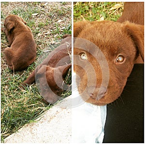 Chocolate Labs