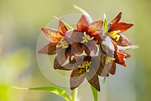 Chocolate Lily - Blooming Cluster