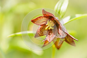 Chocolate Lily in a Blurred Meadow