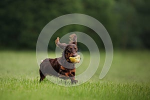 Chocolate longhaired dachshund in nature. Beautiful dog in the park