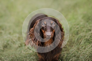 Chocolate longhaired dachshund in nature. Beautiful dog in the park