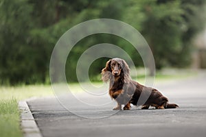 Chocolate longhaired dachshund in nature. Beautiful dog in the park