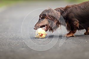 Chocolate longhaired dachshund in nature. Beautiful dog in the park