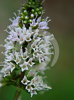 Chocolate mint flower macro