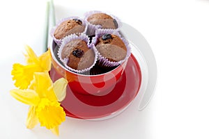 Chocolate muffins with raisins in red lying next to the cup