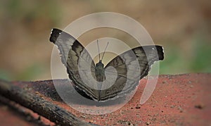 Chocolate pansy butterfly