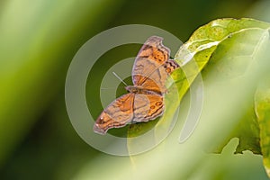 Chocolate pansy butterfly, Junonia hedonia ida