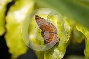 Chocolate pansy butterfly, Junonia hedonia ida