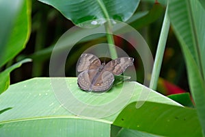 Chocolate pansy butterfly at rest on a large leaf photo