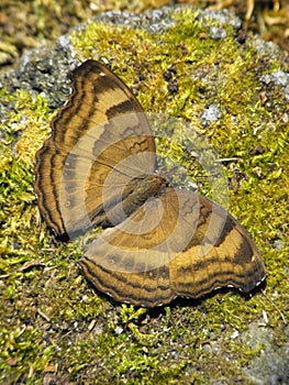 Chocolate Pansy Butterfly at rest on moss