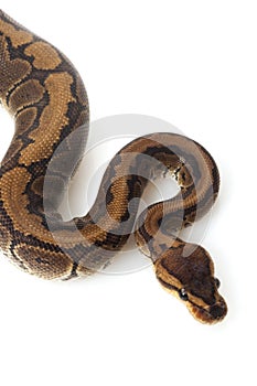 Chocolate pinstripe ball python