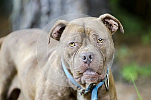 Chocolate pit bull bulldog mixed breed dog with blue collar