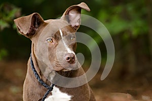 Chocolate Pit Bull Terrier mixed breed puppy