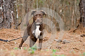 Chocolate Pitbull Terrier Puppy Dog