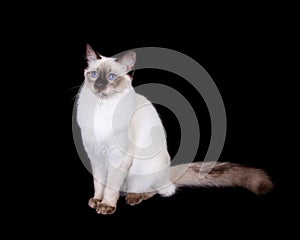 Chocolate Point Balinese Cat