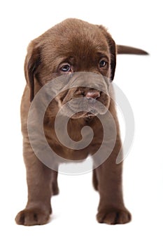 A chocolate puppy Labrador.