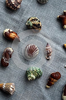 Chocolate and real shells