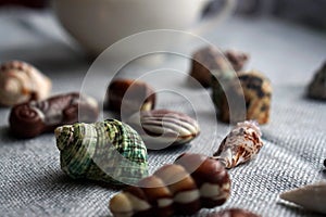 Chocolate and real shells