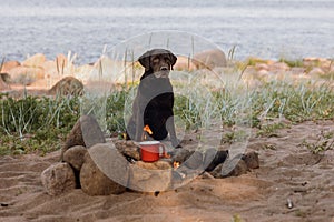 a chocolate retriever dog walks by the campfire. hiking with pets, hiking and outdoor activities,