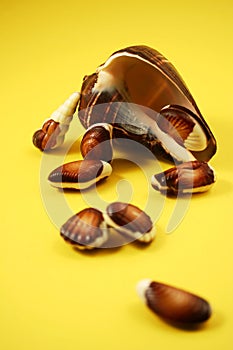 Chocolate Seashells Yellow I photo