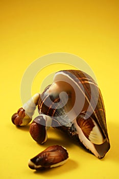 Chocolate Seashells Yellow IV photo