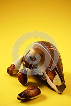 Chocolate Seashells Yellow IV