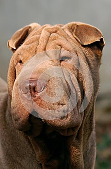 Chocolate shar pei portrait