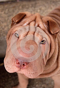 Chocolate shar pei portrait