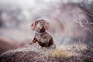 Chocolate shorthair dachshund