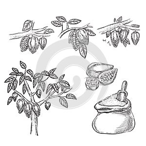 Chocolate sketch vector illustration. Cocoa pod on branch, beans, tree, cacao powder hand drawn isolated design elements