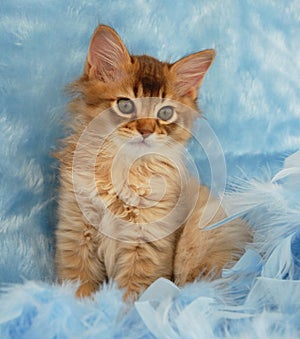 Chocolate Somali kitten in blue feathers